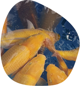 Photo of Karashigoi koi fish from the Super Mango bloodline