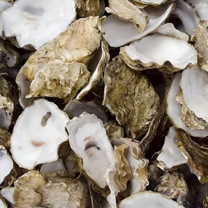 Japanese Oyster Shell Halves (5kg)